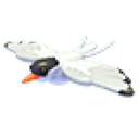 Arctic Tern