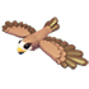 Black Kite