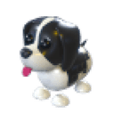 Black Springer Spaniel