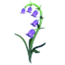 Bluebell Flower