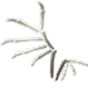 Bone Wings