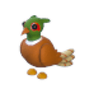 Brown-Chested Pheasant