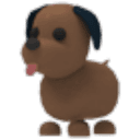 Chocolate Labrador