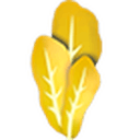 Golden Lettuce