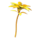 Golden Petunia