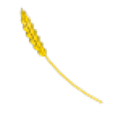 Golden Wheat