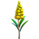 Goldenrod Flower