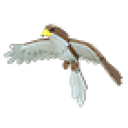 Hawk