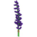 Lavender Bundle