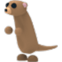 Meerkat