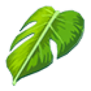 Monstera Leaf Cape
