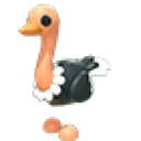 Ostrich