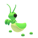 Praying Mantis