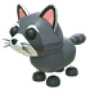 Raccoon