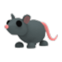 Rat