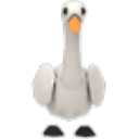 Swan