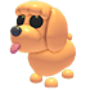 Toy Poodle