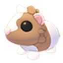 Chocolate Dutch Guinea Pig