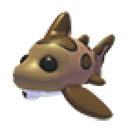 Leopard Shark